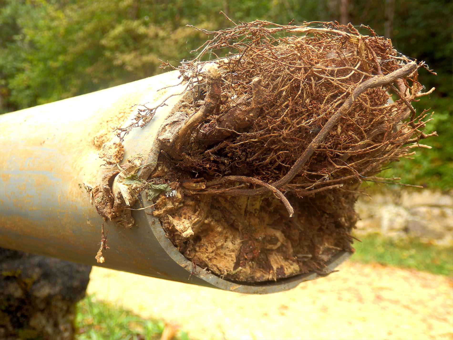 Split drainage pipe caused by ingress of tree roots